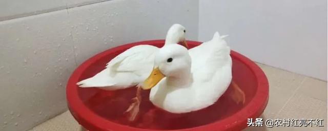 柯尔鸭:老婆天天拿着手机给我看柯尔鸭，一万多一只，如果是你，买不买啊