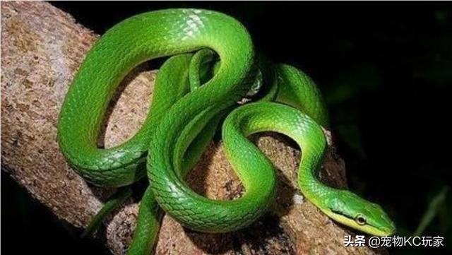 竹叶青蛇毒性大不大?