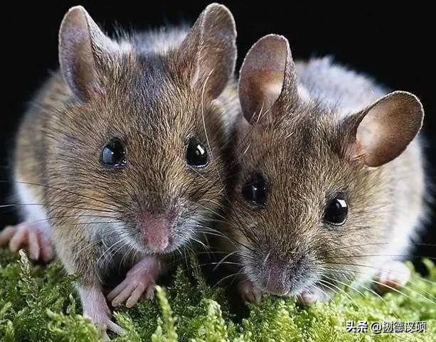 女鼠男蛇婚姻相配吗,男鼠与女马能过一辈子吗？