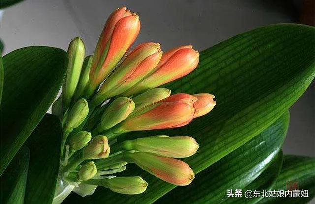 老崔君子兰网:怎样才能让君子兰春节开花？