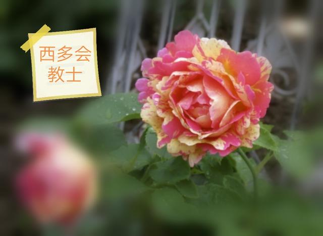 优秀月季花品种介绍百度网:名贵月季十大品种是哪些品种？