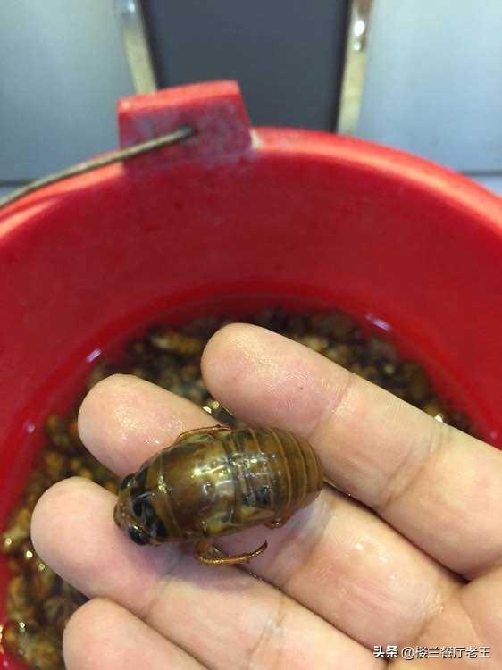 重口味网名吧:你们吃过哪些重口味的食品