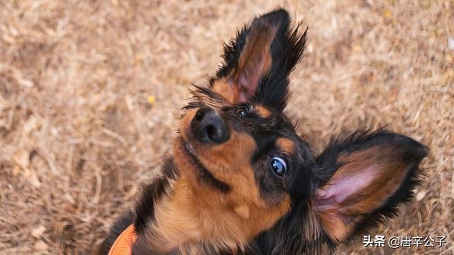 北京犬业联盟靠谱吗:宠物殡葬业前景怎么样，利润如何？