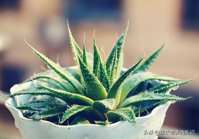 中国芦荟的图片大全集:手绘芦荟图片大全集 龙爪（木立芦荟）怎样插扦？