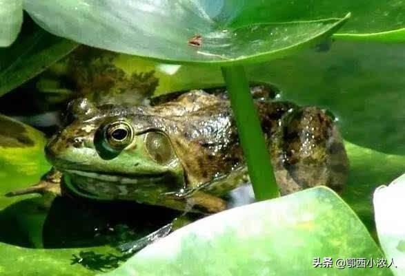养殖青蛙:什么是无水养殖青蛙模式？