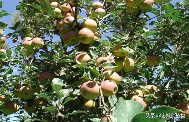 嫁接的意思:苹果梨不就是嫁接的吗，为什么说苹果和梨嫁接不能活？