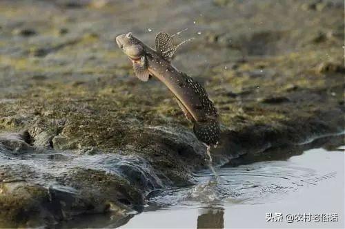 弹涂鱼图片:弹涂鱼图片为什么会爬树 农村水塘有一种会上树、能爬山的鱼，是真的吗？是什么鱼呢？
