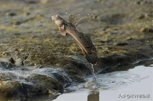 你见过会爬树的鱼吗:农村水塘有一种会上树、能爬山的鱼，是真的吗？是什么鱼呢？