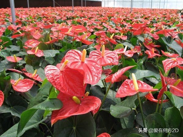 花叶芋穿孔线虫病:清除香芋田间的杂草用什么除草剂比较好？