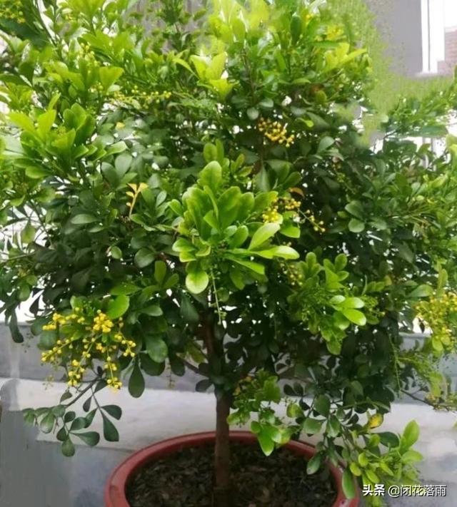米兰花怎么繁殖:什么时候水培米兰好？为什么？