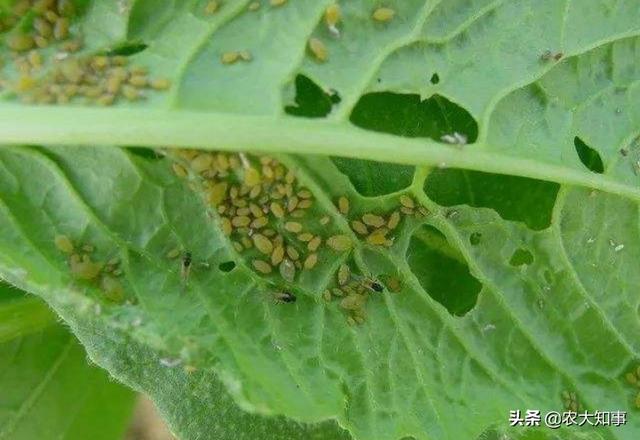 头条问答 农村种植大白菜 主要虫害的 物理 防治措施具体是怎样的 农大知事的回答 0赞
