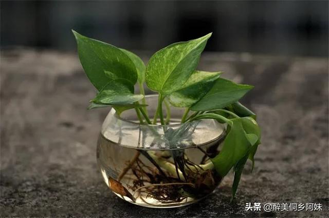 绿萝叶子发黄是什么原因:绿萝为什么会发黄 绿萝叶子老发黄，请问怎么养才好呢？