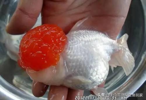 鹤顶红金鱼能和金鱼一起养吗:鹤顶红草金鱼适合放一起养吗？