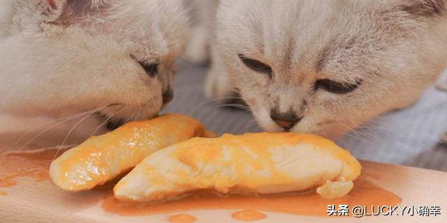 皇家奶糕罐头是主食罐吗:慕斯奶糕罐头是主食罐头吗 封城期间，如果猫粮、鱼粮用完了，你们都咋办的？