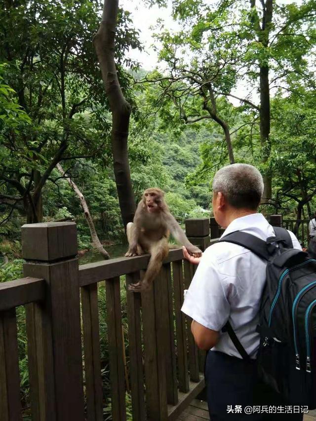 黑喉草雀贵阳:贵阳黔灵山公园怎么样？好不好玩？