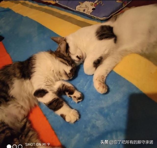 为什么有些人允许宠物在自己床上睡觉？