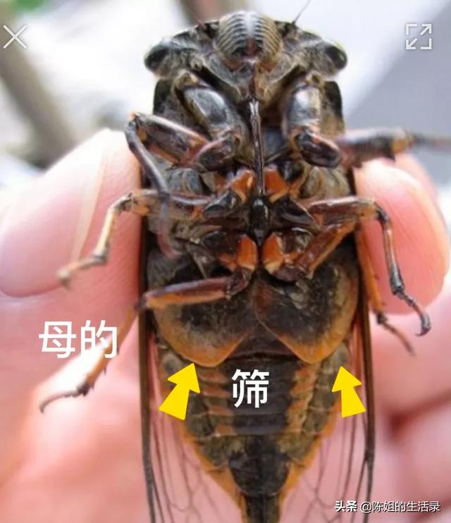 在农村的夏天,大家小时候有玩过知了（蝉）吗？