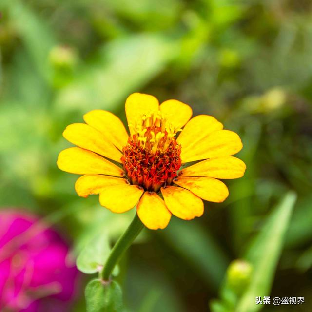 摄影,用长焦镜头可以拍摄哪些题材呢？