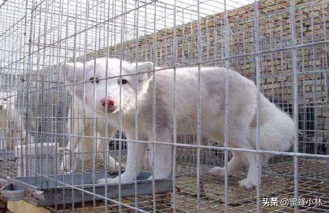 意大利狐狸犬报价:养殖狐狸的前景怎么样？有搞这方面养殖的朋友吗？