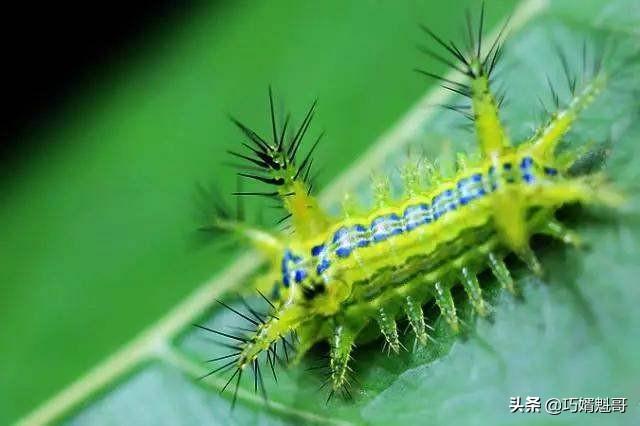 头条问答 夏天那些在农村常见的虫子 你能说出几个 老绵羊杨洪云的回答 0赞
