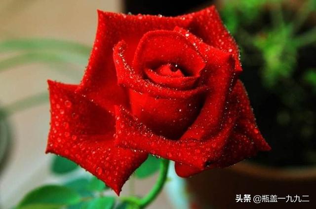 一束玫瑰花多少钱大概:一束玫瑰花大概要多少钱 玫瑰花的价格如何？玫瑰花的繁殖方法有哪些？
