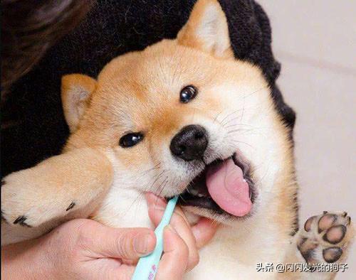 犬钩虫病口腔:狗狗得口腔溃疡怎样治疗？