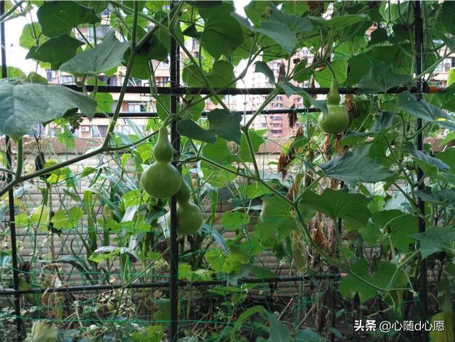 我家住在顶楼，最近想在楼顶搞一个空中花园，能否请大家提供好思路？插图59