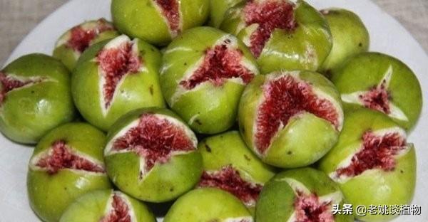 无花果的花,无花果为什么有果但却无花呢？