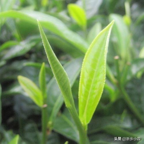 伍德氏灯照螨虫是什么颜色的:种植茶叶出现茶黄螨，应该怎样去防治呢？