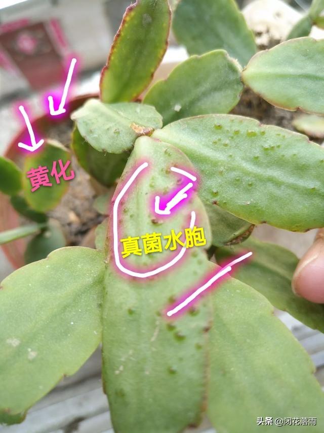 假昙花群:假昙花过了一个夏天叶子背面有好多水泡，是怎么了？