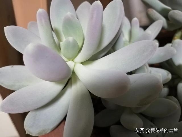 花叶芋根结线虫病:土壤里生了根线虫，该怎么办？