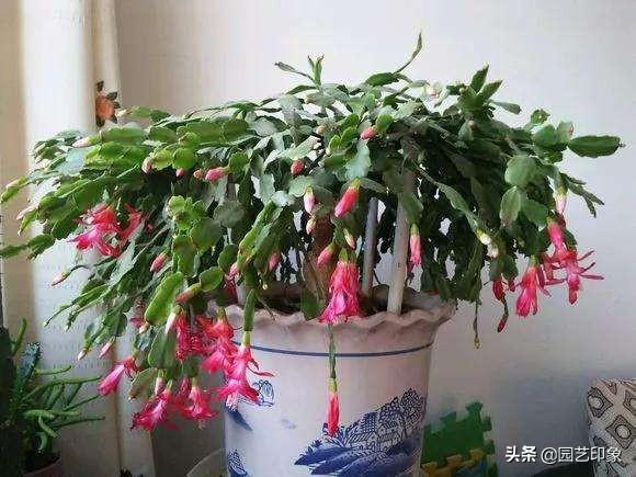 家中铁树开花好不好:在家里放太多的植物到底好不好？会不会导致氧气被吸收？