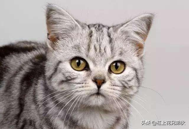 卡尔特猫能活多久:猫的寿命有多长？如何养猫最合适？ 卡尔特猫的缺点