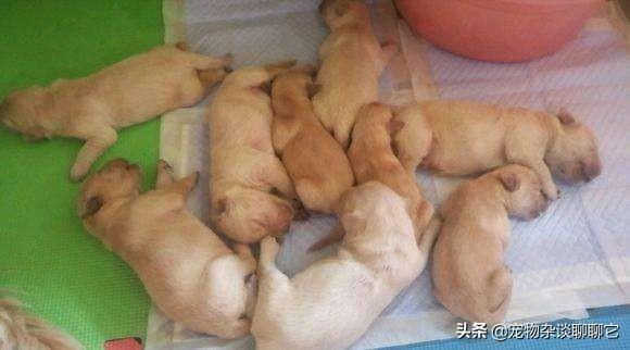 幼犬吃什么好:刚出生的小狗给点什么吃比较好？
