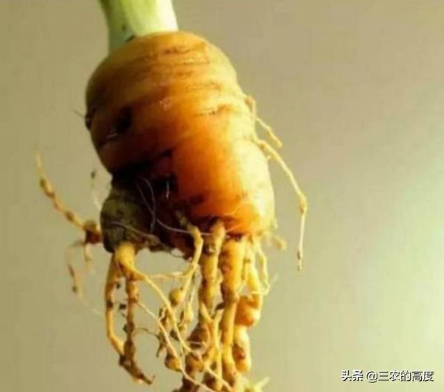 花叶芋根结线虫病:种植胡萝卜如何防治根结线虫？