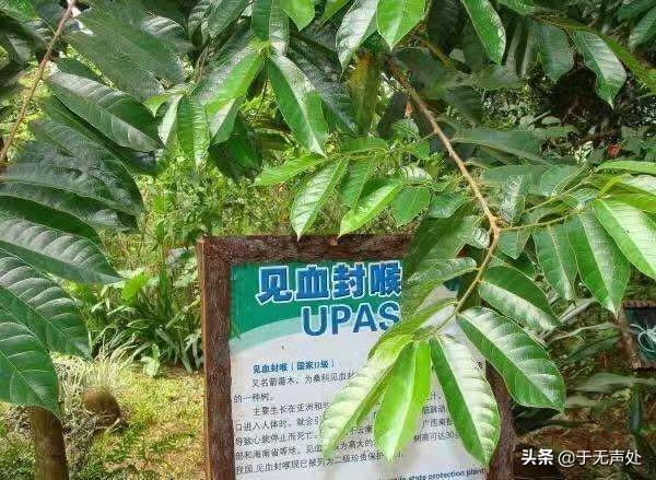 狂犬与蛮娇小说下载:古代士兵作战，为什么不用“毒箭”射杀敌人？