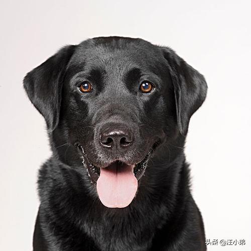 黑色纽芬兰犬:你见过最懒的狗狗有多懒？