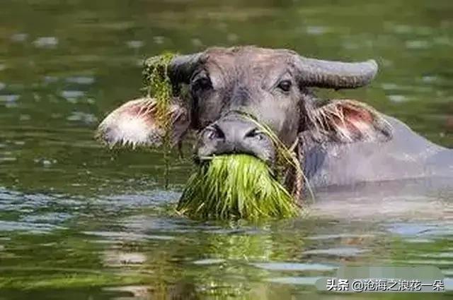 关于老牛吃嫩草的心理,年纪大的男人为什么会喜欢年轻条件一般的姑娘？