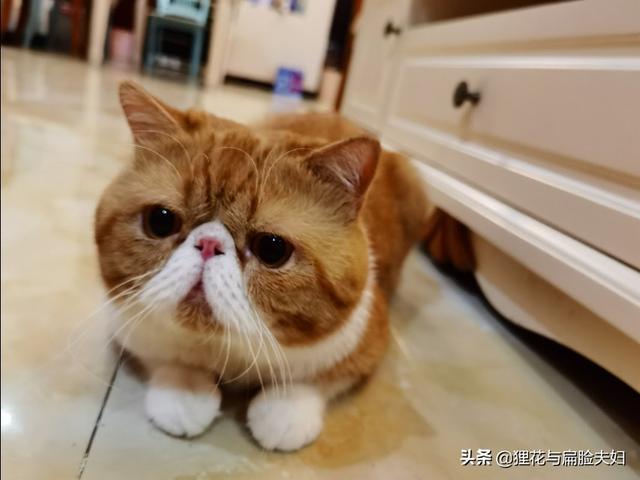 头条问答 为什么狸花猫看起来很精明霸气 而别的猫要不就是萌萌的 要不就是傻乎乎的呢 狸花与扁脸夫妇的回答 0赞