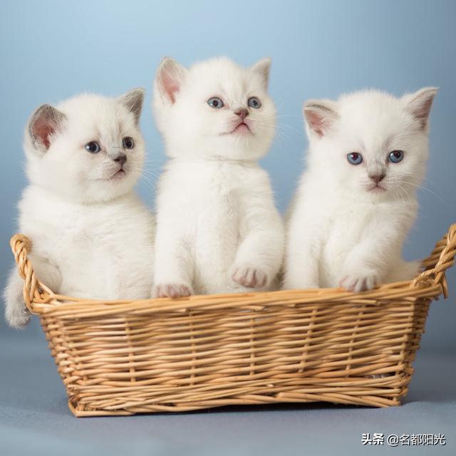 养一只电子宠物猫吧:最近有点闲，想养一只宠物，养什么好呢？