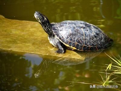 宠物小乌龟吃什么?:请问乌龟除了吃肉食品以外还可以吃什么东西？ 宠物小乌龟吃什么食物好养活