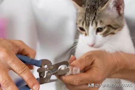 铲屎官应如何给猫咪剪指甲，一个人怎么给猫咪剪指甲？