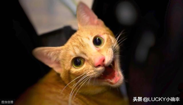 养一只电子宠物猫吧:养一只喵星人，需要做好哪些心理准备？