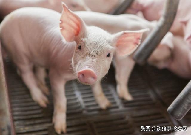 仔猪传染性脑脊髓炎:猪猪耳朵发蓝，就是蓝耳病吗？