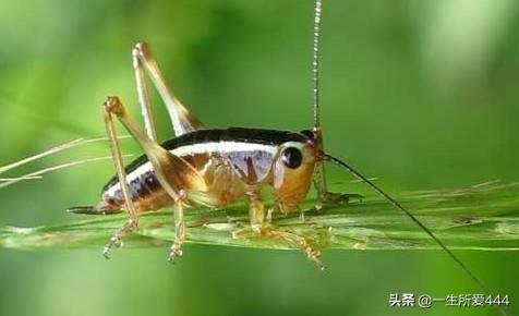 大扁头蟋蟀叫声:蟋蟀的叫声与它的外形有什么关系？