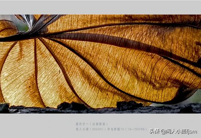 使用手机拍摄，使用“前景”有什么技巧