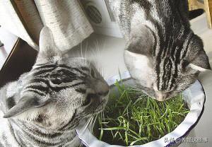 美国短毛猫图片:美国短毛猫不吃吐毛膏怎么办呢？