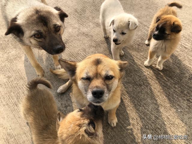 一只救助犬的最后遗言问:城市里丢失的宠物狗去了哪里？