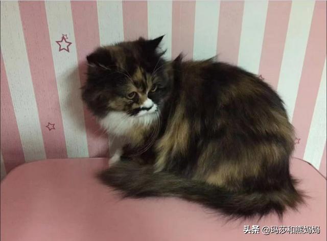 怀孕家里养猫注意事项:因为怀孕我家猫咪还可以养吗？是蓝猫有点不舍？