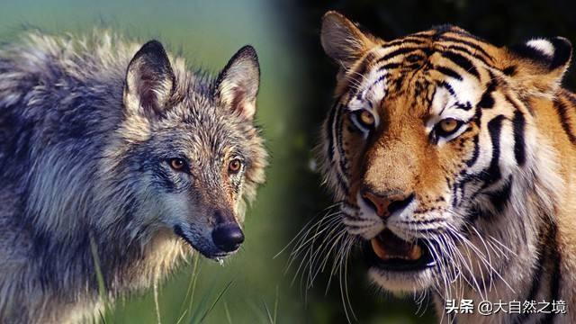 狼王与藏獒:一只优秀的原生藏獒，能够打得过青狼獒吗？为什么？